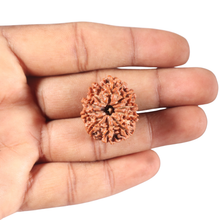 Load image into Gallery viewer, 10 Mukhi Nepalese Rudraksha - Bead No 145