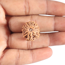 Load image into Gallery viewer, 12 Mukhi Nepalese Rudraksha - Bead No 363