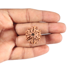 Load image into Gallery viewer, 9 Mukhi Nepalese Rudraksha - Bead No. 96