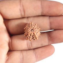 Load image into Gallery viewer, 12 Mukhi Nepalese Rudraksha - Bead No 361