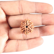Load image into Gallery viewer, 8 Mukhi Nepalese Rudraksha - Bead No.419
