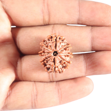 Load image into Gallery viewer, 8 Mukhi Nepalese Rudraksha - Bead No. 117A