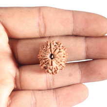 Load image into Gallery viewer, 12 Mukhi Nepalese Rudraksha - Bead No 368