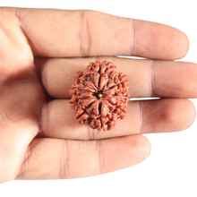 Load image into Gallery viewer, 9 Mukhi Nepalese Rudraksha - Bead No. 378