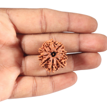 Load image into Gallery viewer, 9 Mukhi Nepalese Rudraksha - Bead No. 70