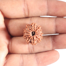 Load image into Gallery viewer, 12 Mukhi Nepalese Rudraksha - Bead No 369