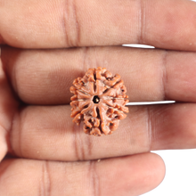 Load image into Gallery viewer, 8 Mukhi Nepalese Rudraksha - Bead No. 395