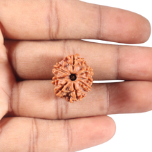Load image into Gallery viewer, 8 Mukhi Nepalese Rudraksha - Bead No. 431