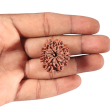 Load image into Gallery viewer, 10 Mukhi Nepalese Rudraksha - Bead No. 68