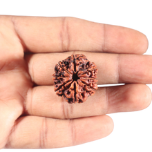 Load image into Gallery viewer, 8 Mukhi Nepalese Rudraksha - Bead No. 36