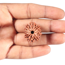 Load image into Gallery viewer, 10 Mukhi Nepalese Rudraksha - Bead No 147