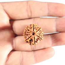 Load image into Gallery viewer, 9 Mukhi Nepalese Rudraksha - Bead No. 434