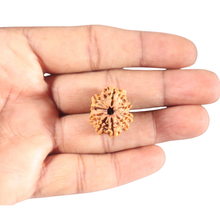 Load image into Gallery viewer, 9 Mukhi Nepalese Rudraksha - Bead No. 457
