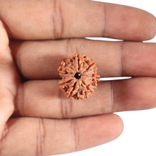 Load image into Gallery viewer, 8 Mukhi Nepalese Rudraksha - Bead No. 432