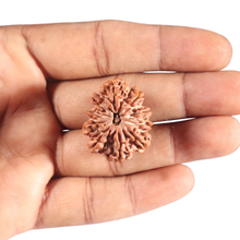Load image into Gallery viewer, 10 Mukhi Nepalese Rudraksha - Bead No. 131