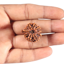 Load image into Gallery viewer, 10 Mukhi Nepalese Ganesha Rudraksha - Bead No. 62