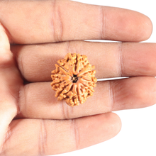 Load image into Gallery viewer, 9 Mukhi Nepalese Rudraksha - Bead No. 433