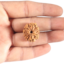 Load image into Gallery viewer, 9 Mukhi Nepalese Rudraksha - Bead No. 432