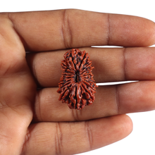 Load image into Gallery viewer, 18 Mukhi Rudraksha from Nepal - Bead No. 62