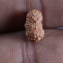 Load image into Gallery viewer, 20 Mukhi Indonesian Rudraksha - Bead 108