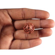 Load image into Gallery viewer, 3 Mukhi Rudraksha from Nepal - Bead No. 454