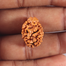 Load image into Gallery viewer, 2 Mukhi Rudraksha from Nepal - Bead No. 160
