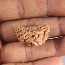 Load image into Gallery viewer, 1 Mukhi half moon shaped from India - Bead No. 357