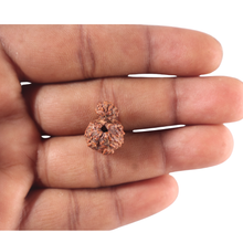 Load image into Gallery viewer, Indonesian Garbh Gauri Rudraksha - Bead No. 18