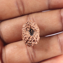 Load image into Gallery viewer, 16 Mukhi Rudraksha from Indonesia - Bead No. 315