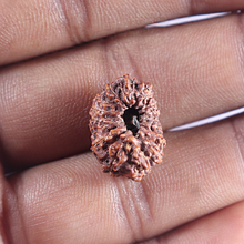 Load image into Gallery viewer, 16 Mukhi Rudraksha from Indonesia - Bead No. 223