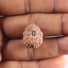 Load image into Gallery viewer, 16 Mukhi Rudraksha from Indonesia - Bead No. 316