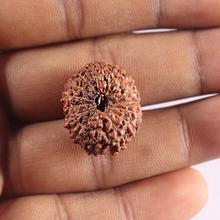 Load image into Gallery viewer, 15 Mukhi Indonesian Rudraksha - Bead No. 105
