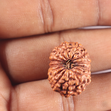 Load image into Gallery viewer, 15 Mukhi Indonesian Rudraksha - Bead No. 107