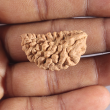 Load image into Gallery viewer, 1 Mukhi half moon shaped from India - Bead No. 359