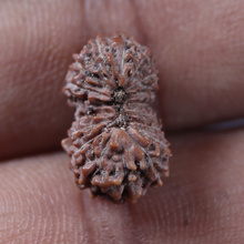 Load image into Gallery viewer, 17 Mukhi Rudraksha from Indonesia - Bead No. 290