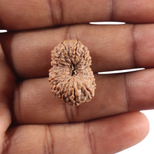 Load image into Gallery viewer, 17 Mukhi Rudraksha from Indonesia - Bead No. 296