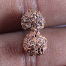 Load image into Gallery viewer, 16 Mukhi Gaurishankar Rudraksha from Indonesia - Bead No. 183