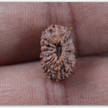 Load image into Gallery viewer, 17 Mukhi Rudraksha from Indonesia - Bead No. 286