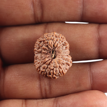 Load image into Gallery viewer, 17 Mukhi Rudraksha from Indonesia - Bead No. 295