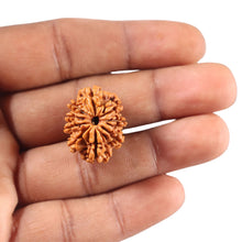 Load image into Gallery viewer, 9 Mukhi Nepalese Rudraksha - Bead No. 436