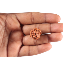 Load image into Gallery viewer, 3 Mukhi Rudraksha from Nepal - Bead No. 462