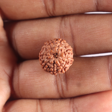Load image into Gallery viewer, 9 Mukhi Rudraksha from Indonesia - Bead No. 246