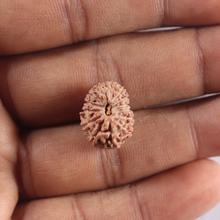 Load image into Gallery viewer, 14 mukhi Indonesian Rudraksha - Bead No. 434