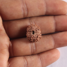 Load image into Gallery viewer, 14 mukhi Indonesian Rudraksha - Bead No. 432