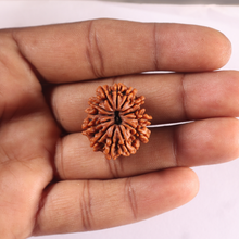 Load image into Gallery viewer, 12 Mukhi Nepalese Rudraksha - Bead No 401