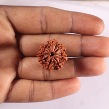 Load image into Gallery viewer, 8 Mukhi Nepalese Rudraksha - Bead No. 494