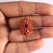 Load image into Gallery viewer, 13 Mukhi Ganesh Nepalese Rudraksha - Bead No. 400