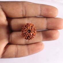 Load image into Gallery viewer, 9 Mukhi Nepalese Rudraksha - Bead No. 500