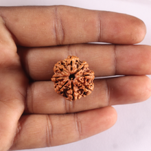 Load image into Gallery viewer, 8 Mukhi Nepalese Rudraksha - Bead No. 495