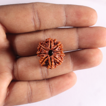Load image into Gallery viewer, 9 Mukhi Nepalese Rudraksha - Bead No. 501